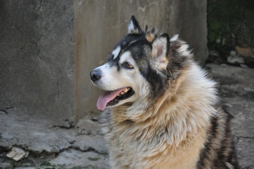 Bolita, hija de Balto y Milú. 